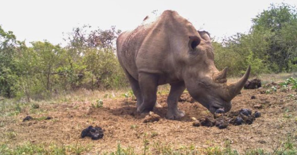 Rhino Midden